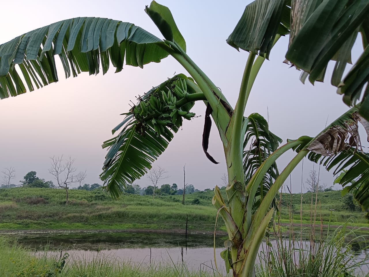 Nature 3