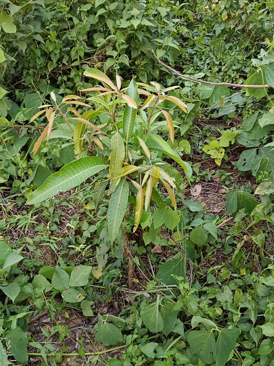 Nature 4