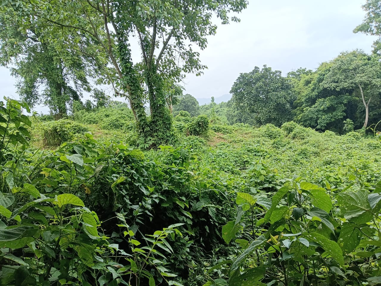 Nature 7